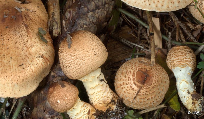 Lepiota ochraceofulva